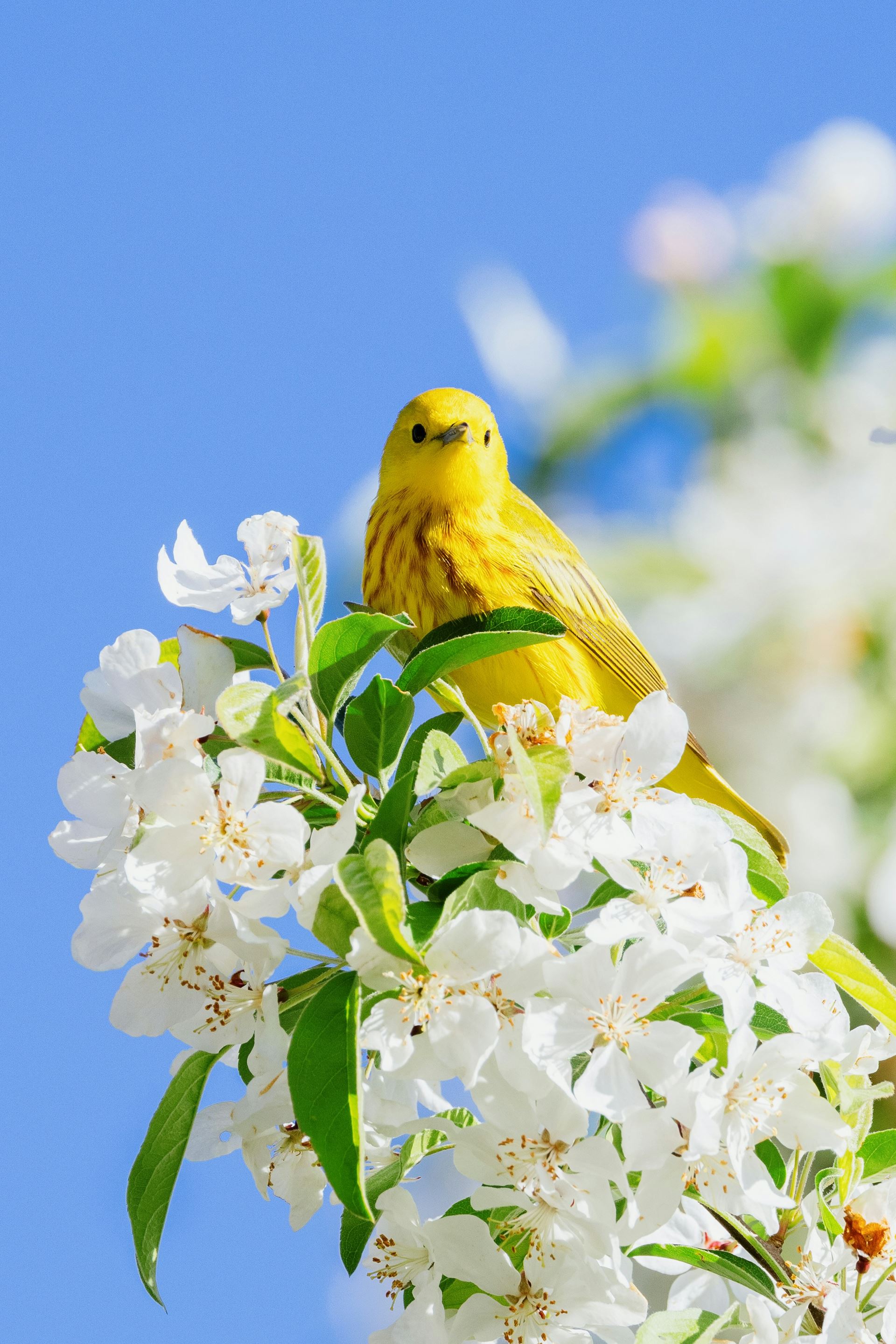 Spring